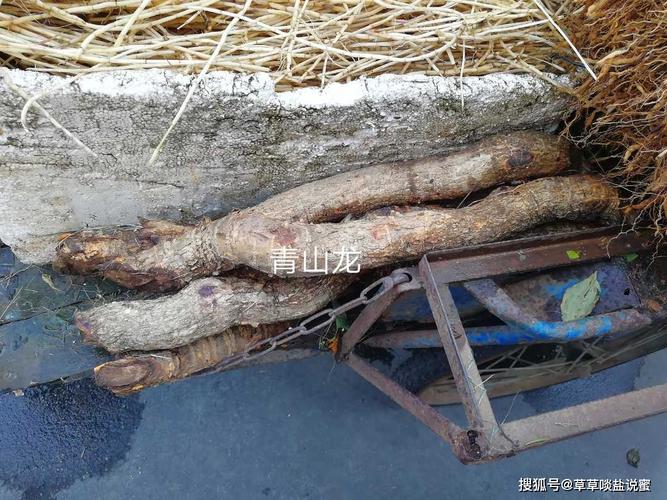 青山龙炖牛尾,喝汤吃肉,泉州阿嫲的药膳,强筋健骨很不