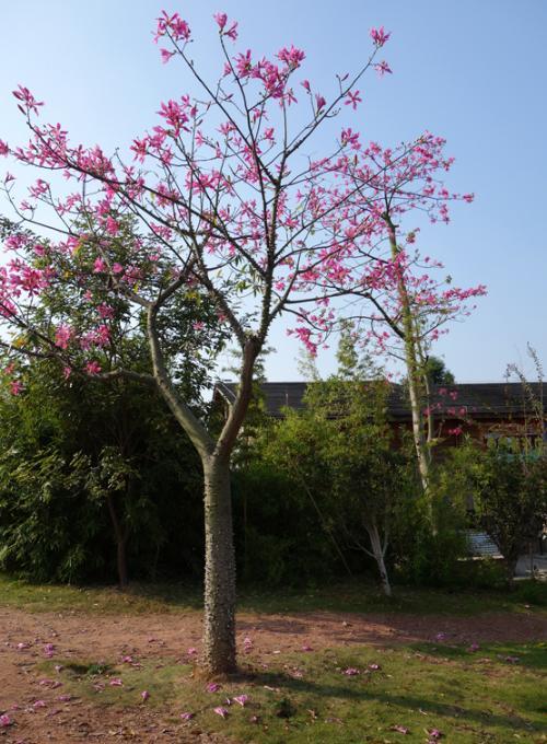 美丽异木棉图片大全