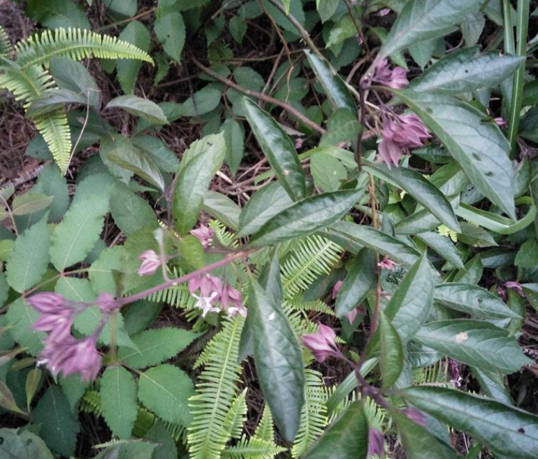 这鬼灯笼又叫做灯笼草,白花灯笼,苦灯笼等,在农村也是随处可见的植物