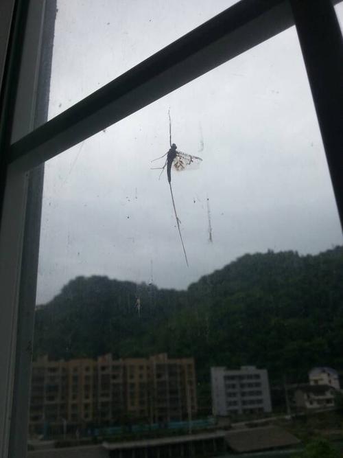我家住河边,以前每到夏天就有很多猛子,今年猛子没了
