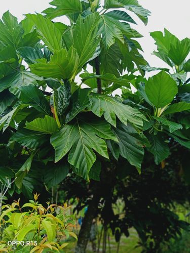 面包树长满翠绿的叶子,可惜不是结果的季节.