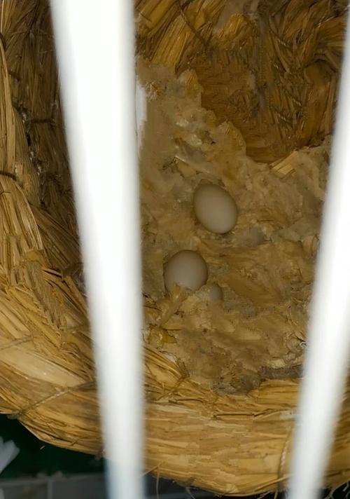 日更107:珍珠鸟下蛋了