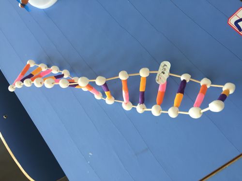 (2)制作dna分子双螺旋结构模型.4.教育难点dna分子结构主要特征.5.