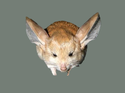 长耳鼠