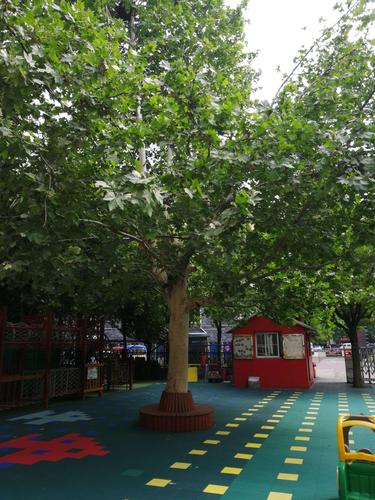 幼儿园里的大树叶子更大,更绿了