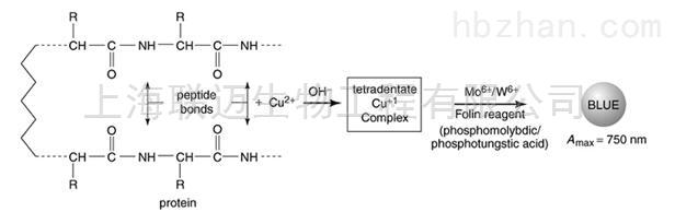 改良lowry法蛋白定量试剂盒