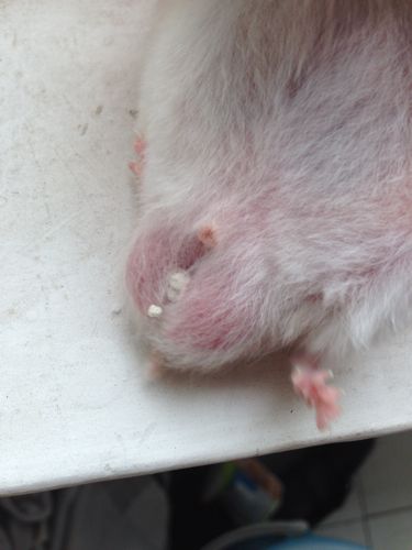 我养的仓鼠,屁股这边怎么这样了啊?正常吗?还是要马上送医院?