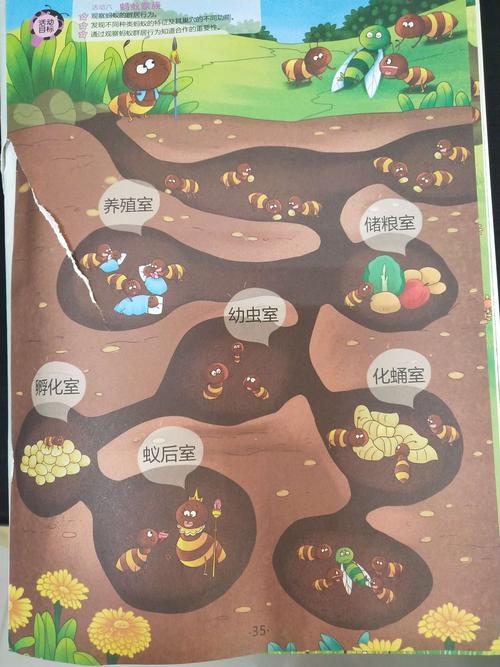 看图说蚂蚁的家族有那些房间,这些房间都是起什么作用,有那些名称的