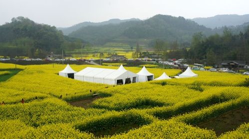 又去崇州的重庆路看油菜花花