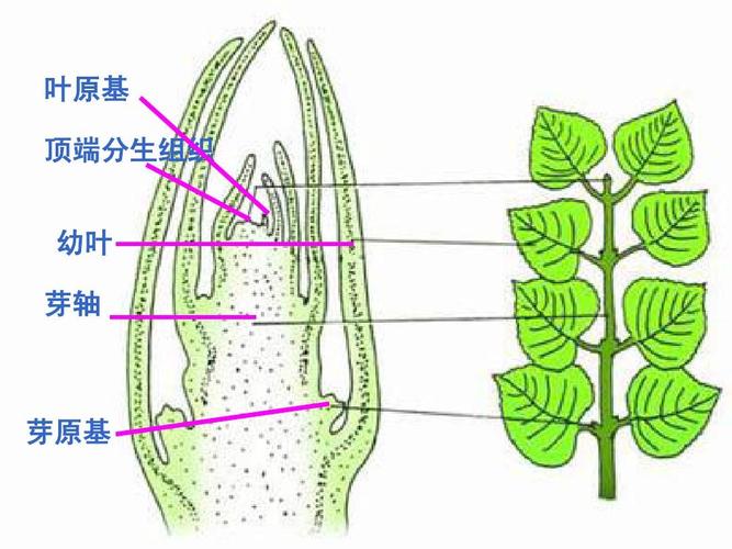 4 植物的一生(第3课时) 叶原基 顶端分生组织 幼叶 芽轴 第4页 (共21
