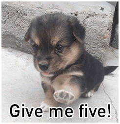 give me five(狗子)_five_me_give_狗子表情