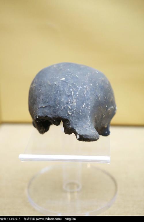 爪哇猿人头盖骨