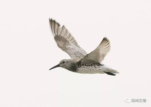 我张开翅膀,冲上了蓝天,满怀眷恋地朝下望,渐渐地,它已 消失在我的