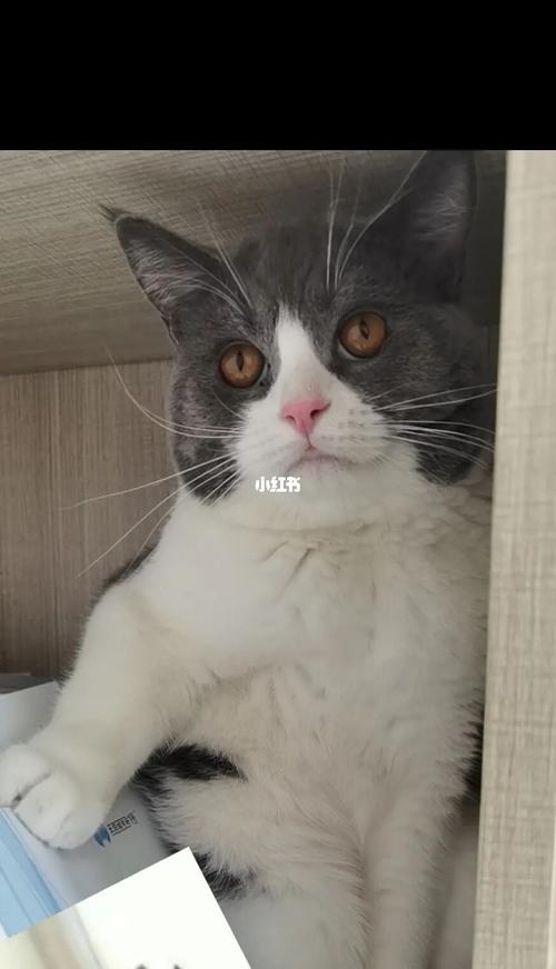 英短蓝白_英短_发腮_猫咪_英短蓝白_宠物_猫_晒猫