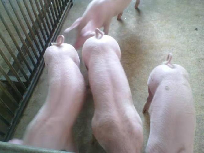 吉安市太湖四蹄白母猪今日母猪报价更新中2021