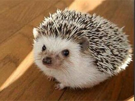 孕妇梦见刺猬是什么意思