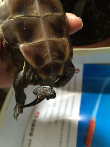 我家小乌龟屁股后面不知道为啥多出来了一块黑黑的,动