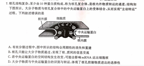 7.核孔结构复杂,至少由50种蛋白质构成,称为核孔复合体,是核