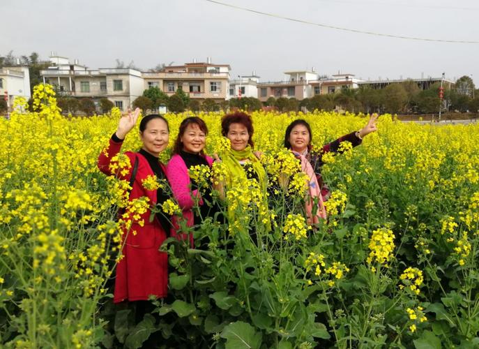 两河口赏油菜花