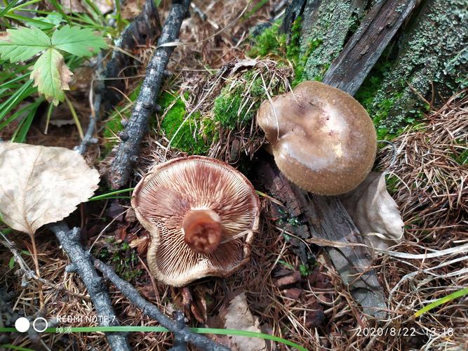 37这种蘑菇菌伞直径4-5厘米,菌伞较硬而脆,表面光滑如漆;菌柄长3—4