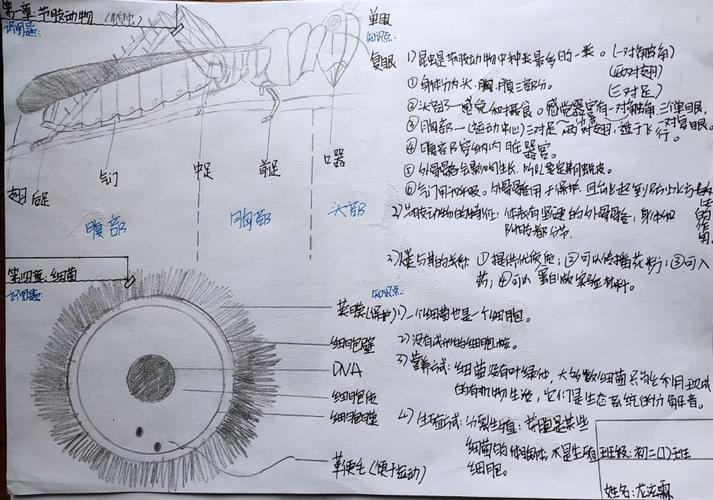 生物学成了美术