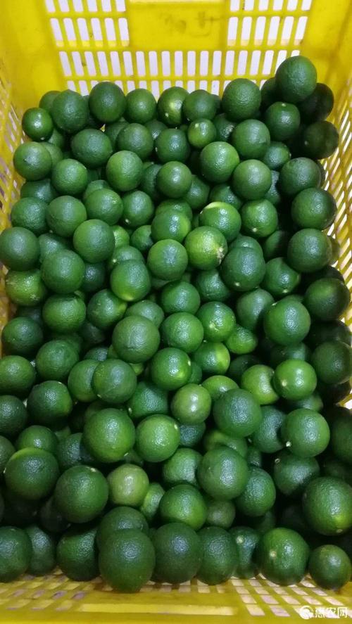 青柠檬苗 广西土柠檬苗,牛脚子苗