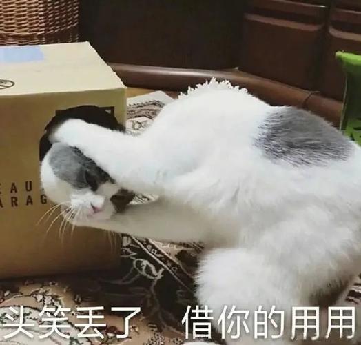 魔性洗脑又上头,这批沙雕喵表情包到底什么来头?