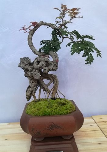 云南盆景首添金字招牌02滇派小景获国家商标注册证