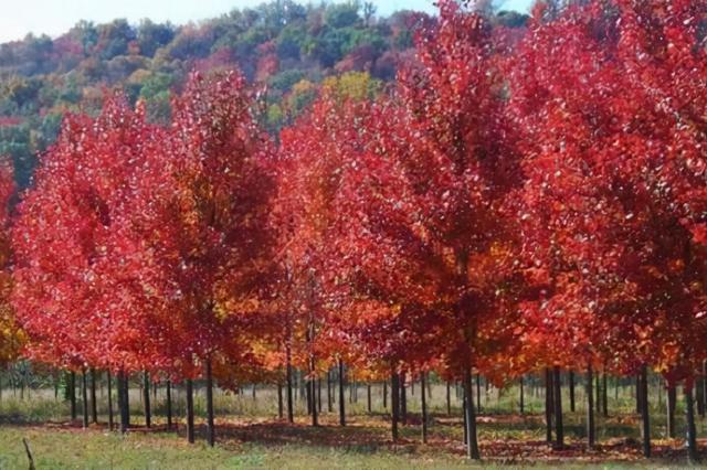 世界唯一的高大乔木彩色速生树种中华红叶杨