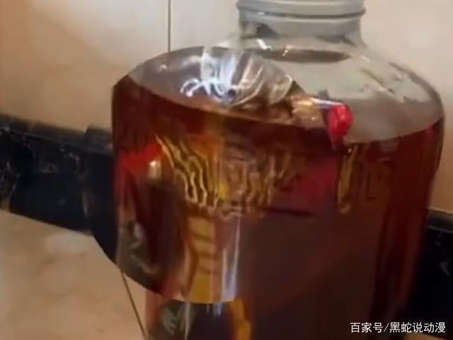 奥特曼惨遭泡酒 男子十年药酒被熊儿子毁于一旦 泰迦