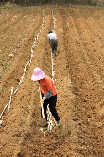 图10:村民在田间种植甘蔗.