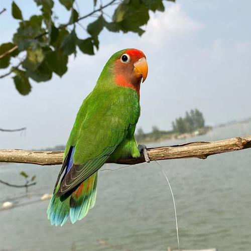 桃脸牡丹鹦鹉活鸟活物黄桃绿桃小鸟会学说活的宠物鸟