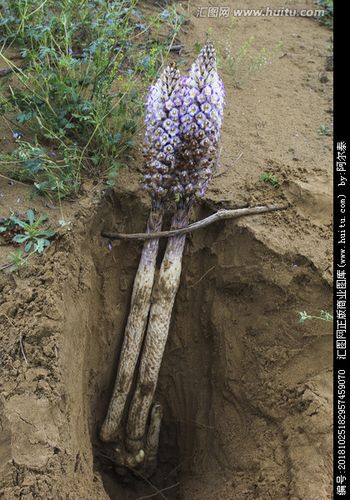 肉苁蓉图片大全肉苁蓉中药图片