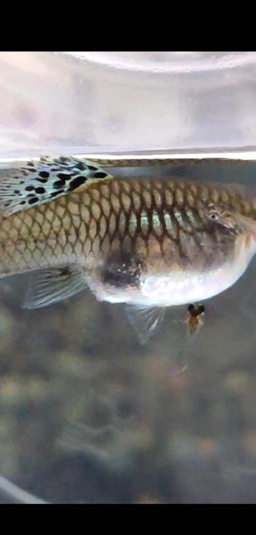 很多养鱼爱好者关心怎样判断孔雀母鱼马上要生了