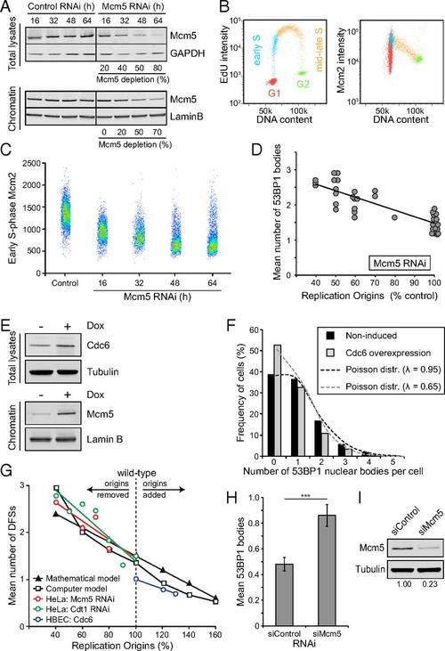 unreplicated dna remaining from unperturbed s phases passes