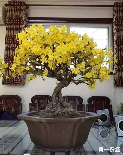 绝品迎春花盆景欣赏(图片)