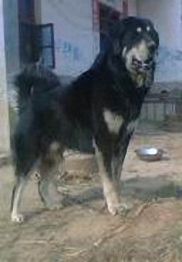 又称原生獒,原獒,一般泛指直接从青海,西藏等牧区直接下来的纯种藏獒