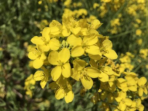 油菜花