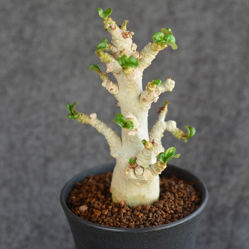 尚野园艺迷你卷叶羊角沙漠玫瑰一物一拍泰国多肉植物