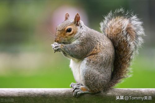 squirrel什么意思squirrel