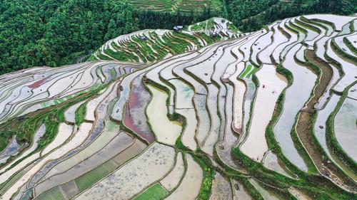 贵州从江:加榜梯田劳作忙