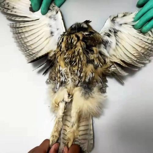 市林草局救助一只国家重点保护动物毛腿雕鸮