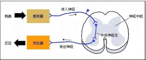 传出神经和效应器之间有没有突触