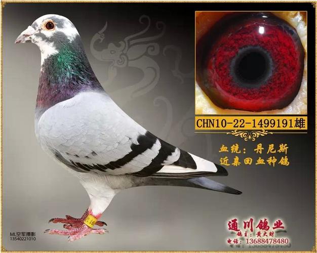 丹尼斯