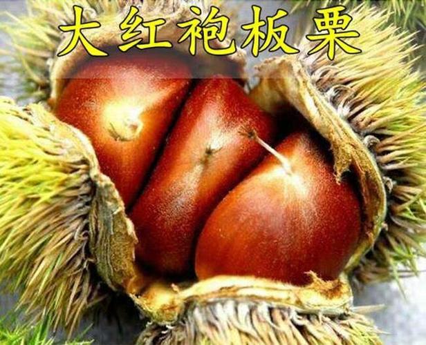 大红袍板栗苗 嫁接苗 1~1.5米