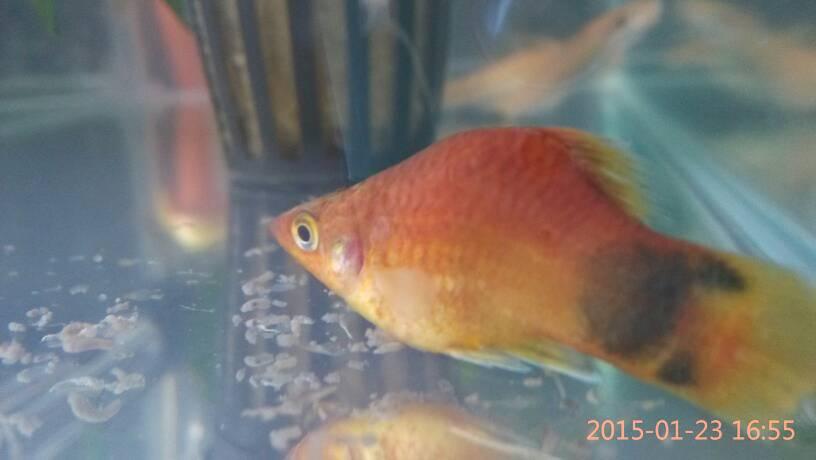 我这米奇鱼怎么了?