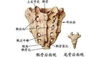 前面凹陷,上缘中分向前隆突称岬,中部有4条横线,横线两端有4对骶前孔