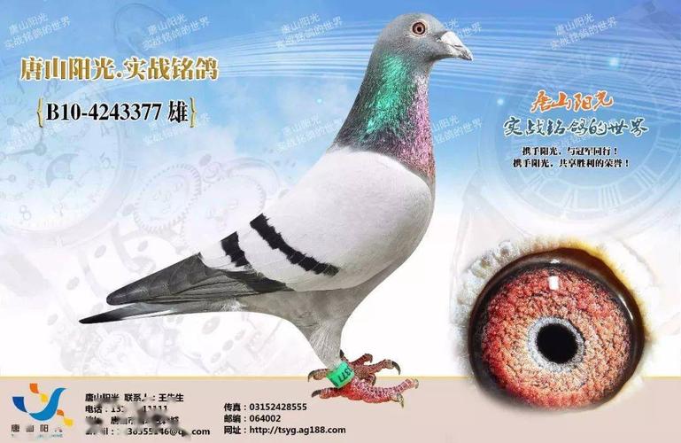 唐山阳光鸽舍超级种雄,就是这羽鸽王7位!