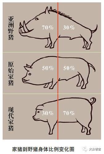 杂志精选|"与猪同行" 中国古代猪类的驯化与饲养