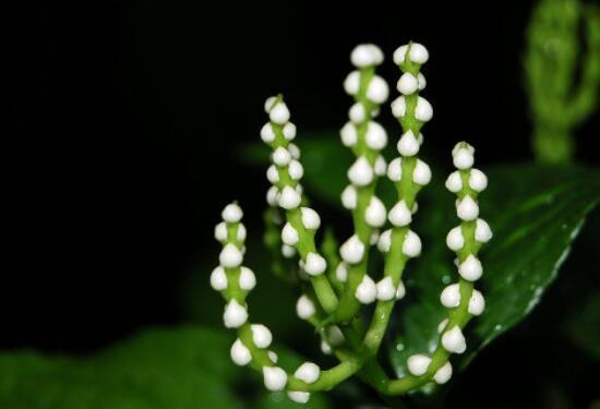 珠兰什么季节开花,珠兰花花期有多长/4-7月开花花语美